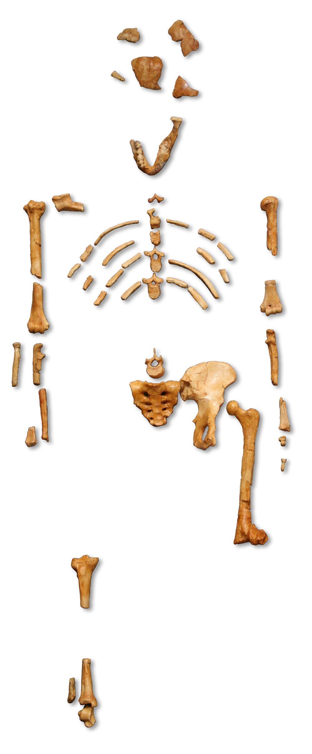 Reconstruction of Lucy Australopithecus afarensis