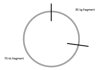 Plasmid Fragment 1